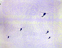 WhG2052-67.JPG